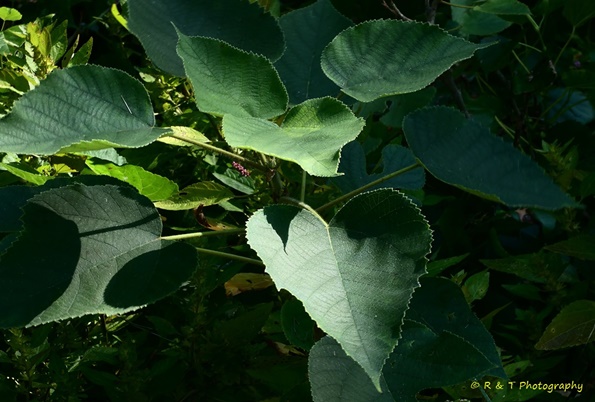 {Broussonetia papyrifera}